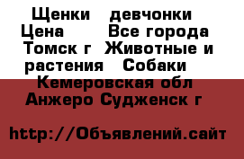 Щенки - девчонки › Цена ­ 2 - Все города, Томск г. Животные и растения » Собаки   . Кемеровская обл.,Анжеро-Судженск г.